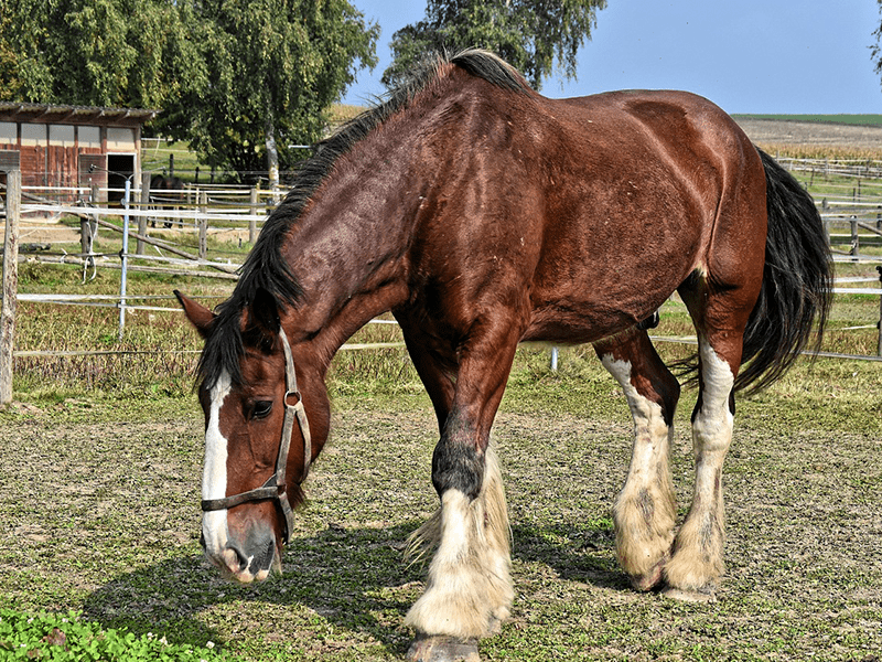 Abgenagte Weide