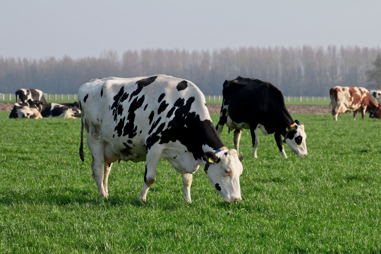 Ketose bekämpfen - Fruchtbarkeit, Euter- sowie Klauengesundheit verbessern