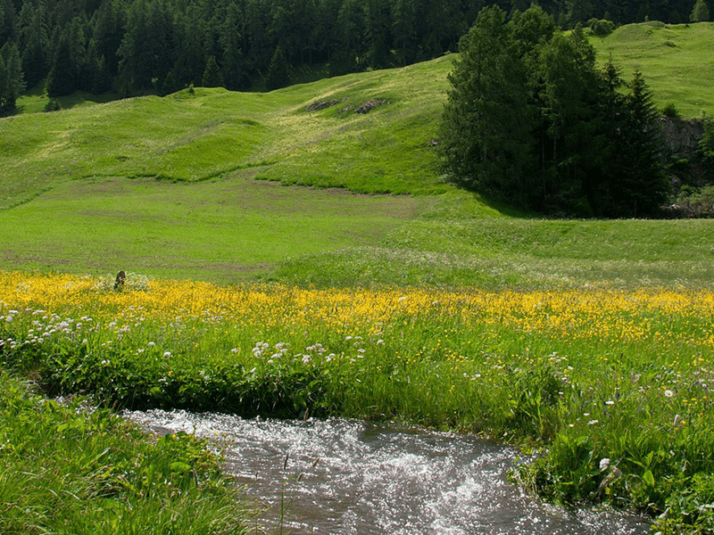 Kräuterwiese