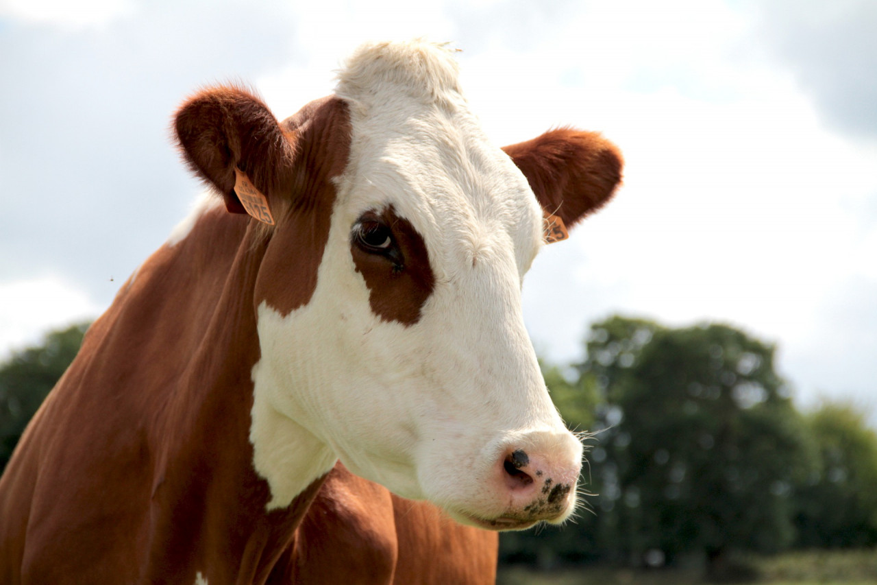 Paratuberkulose beim Rind