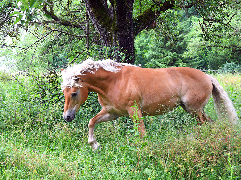 Pferd auf Weide