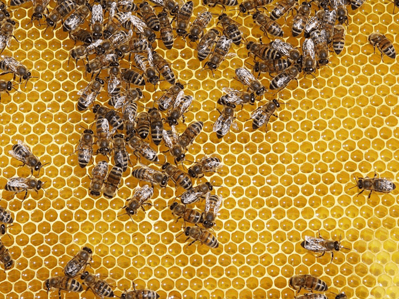 Bienen beim Wabenbau