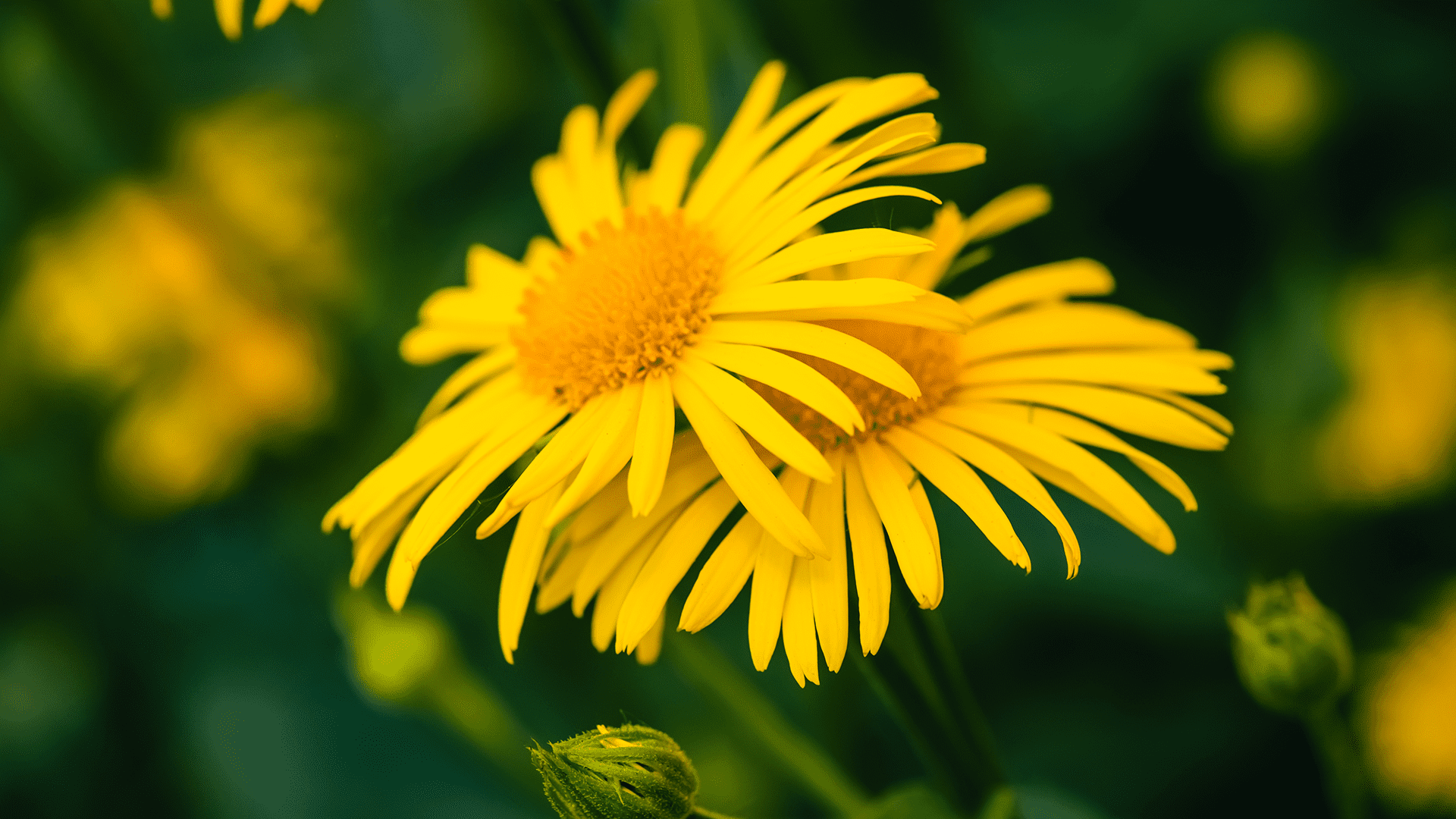Arnica (Arnica montana)