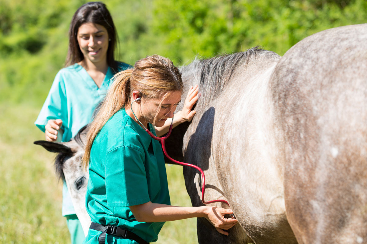 Pferde – Therapeutische Herausforderungen