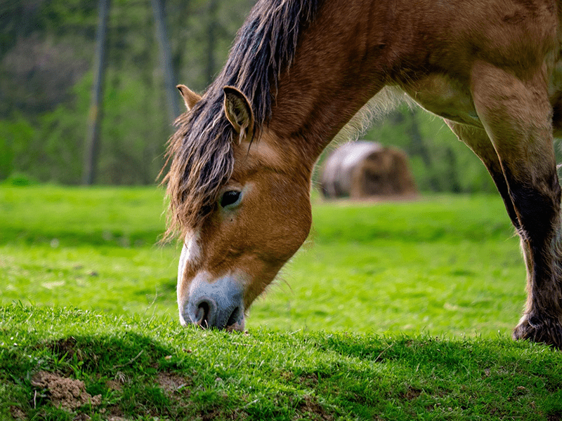 Widerstand gegen Endoparasiten