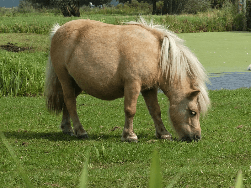 dickes Pony
