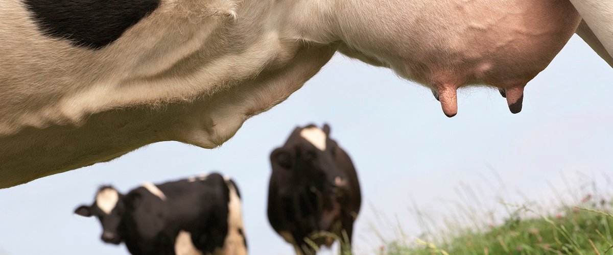 Mastitis – hohe Gehalte an somatischen Zellen in der Milch