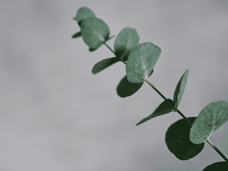 Eucalyptus
