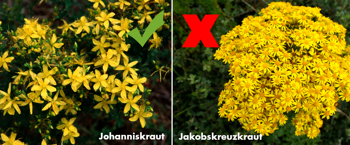 Johanniskraut und Jakobskreuzkraut - Achtung Verwechslungsgefahr!