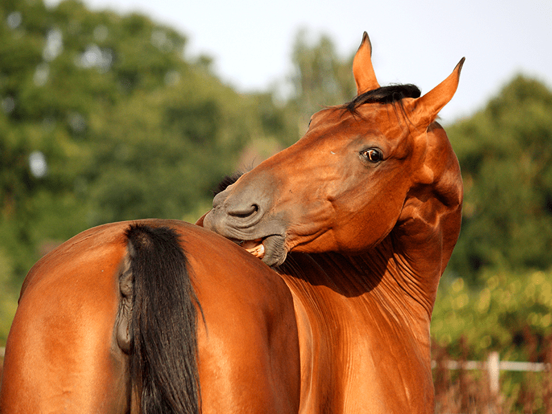 Pferd mit Juckreiz