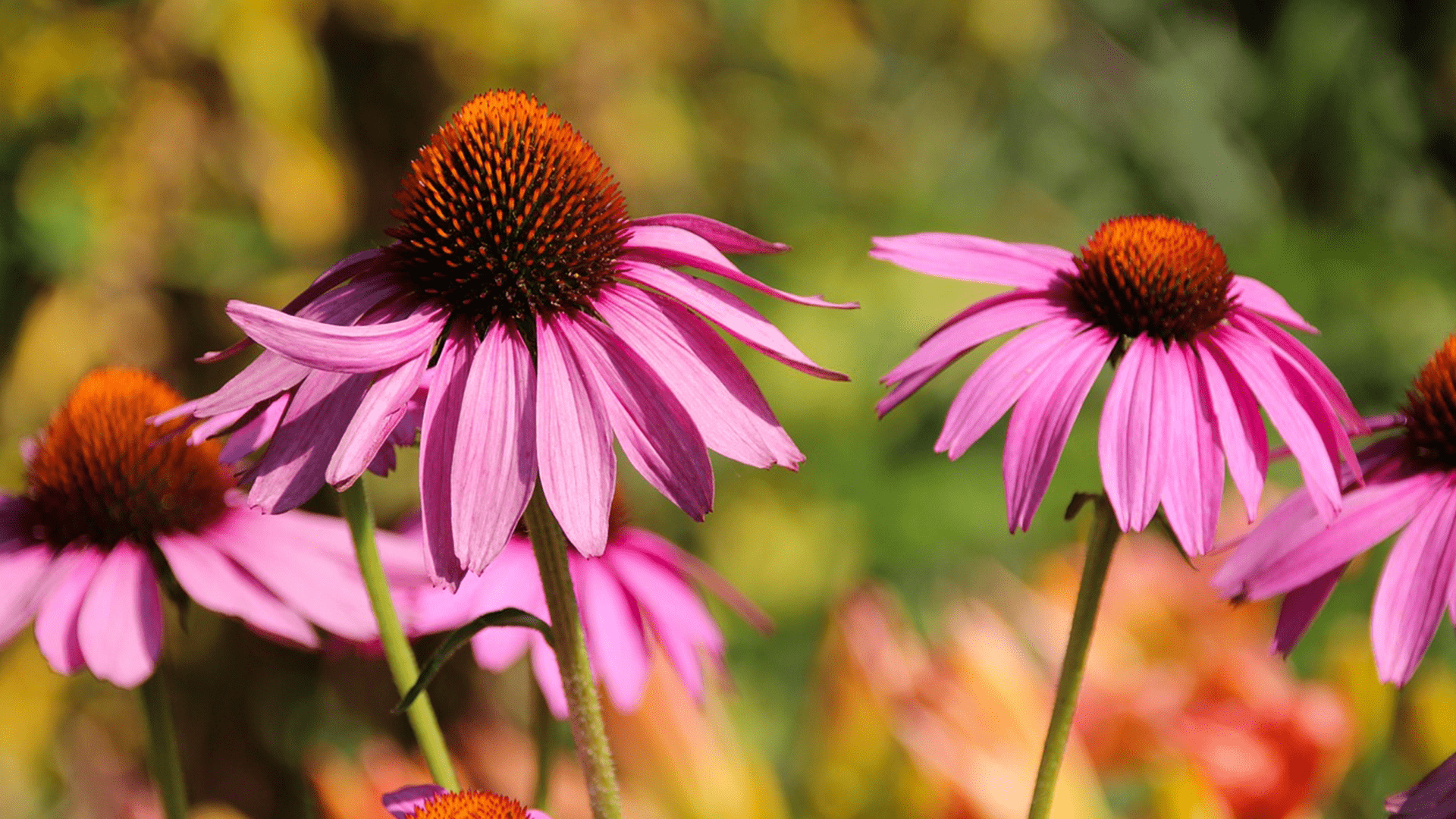 Echinacea – Die Erfolgsgeschichte DES Paramunitätsinducers