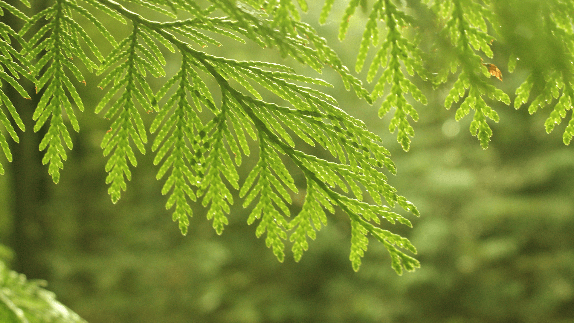 Lebensbaum (Thuja occidentalis)