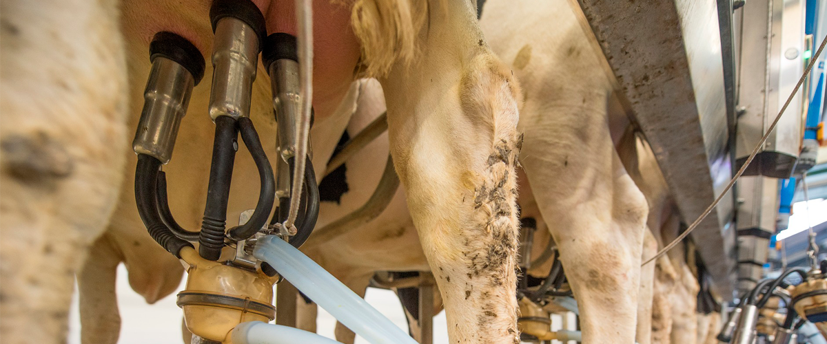 Hefemastitis – woher kommt sie und was macht man dagegen