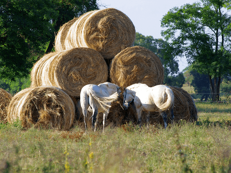 Pferde vor Heuberg