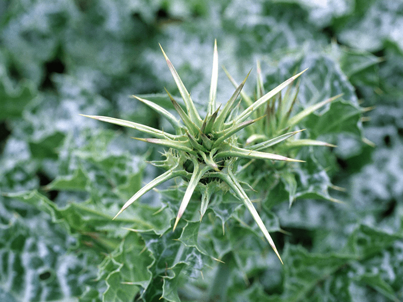 Mariendistel