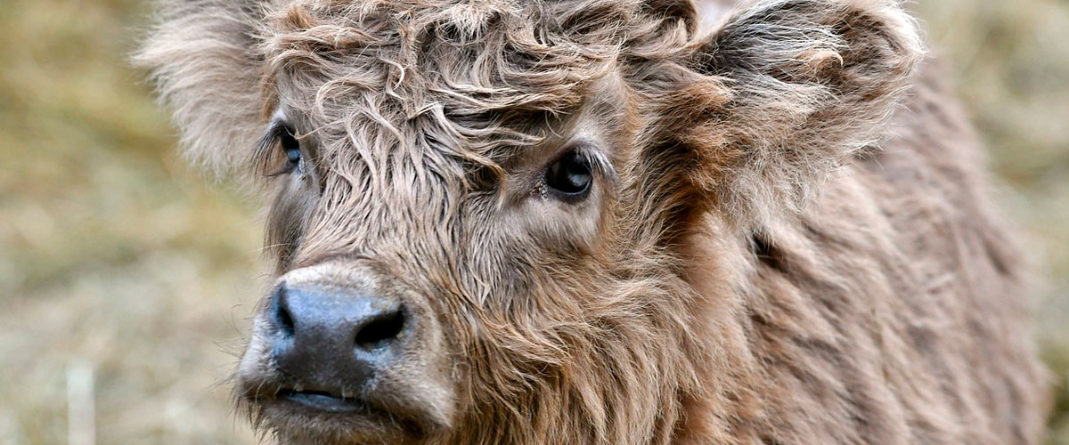 Atemwegserkrankungen – Kälber sicher durch den Winter bringen