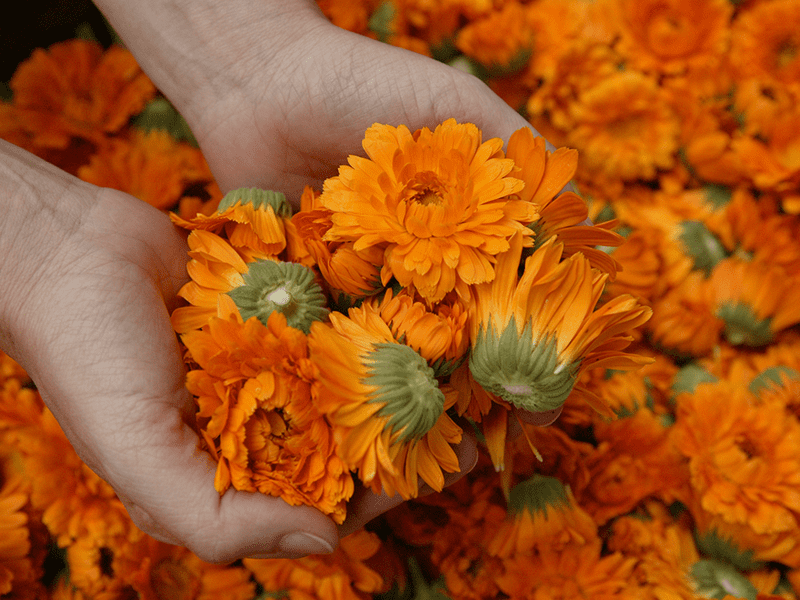 Ringelblume
