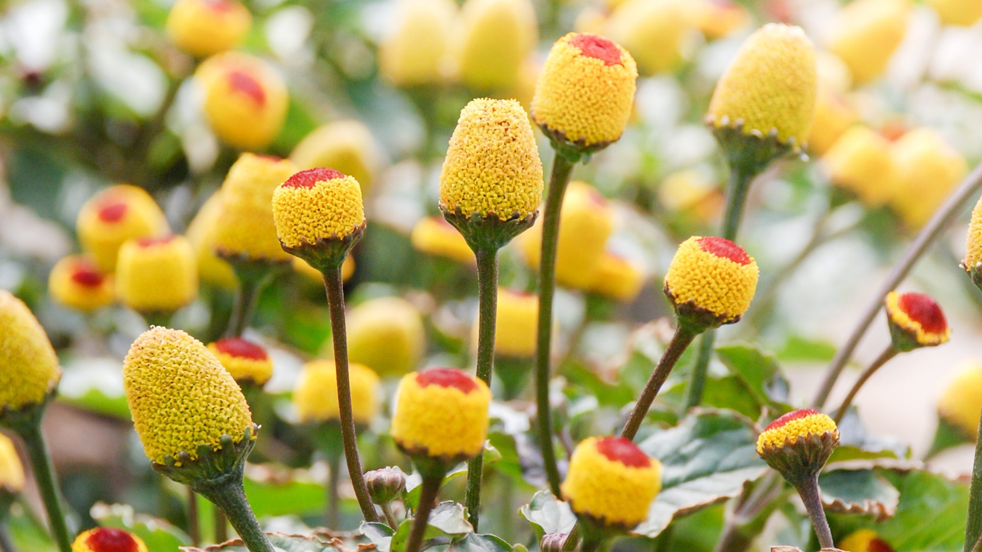 Acmella oleracea – Heilen mit Köpfchen