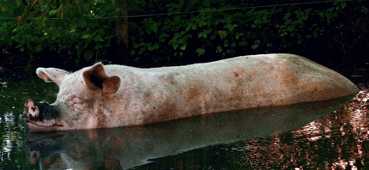 Sommer im Schweinestall - Auswirkungen auf die Tiergesundheit