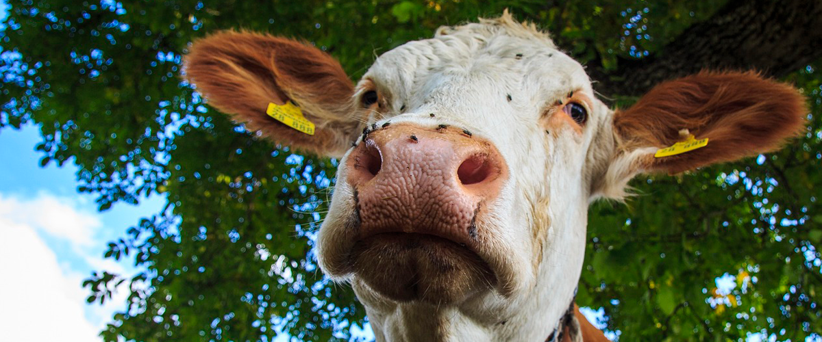 Ektoparasiten und Haut – wann nehme ich was?