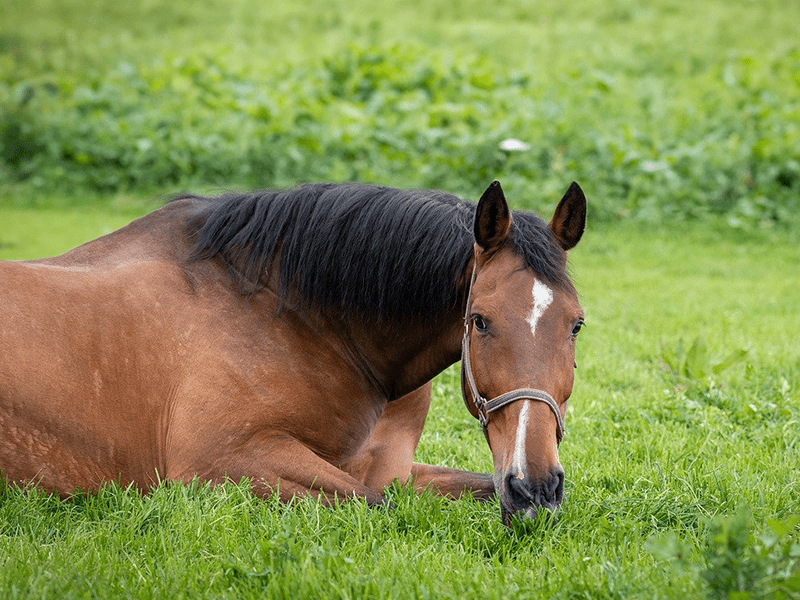 Pferd liegt