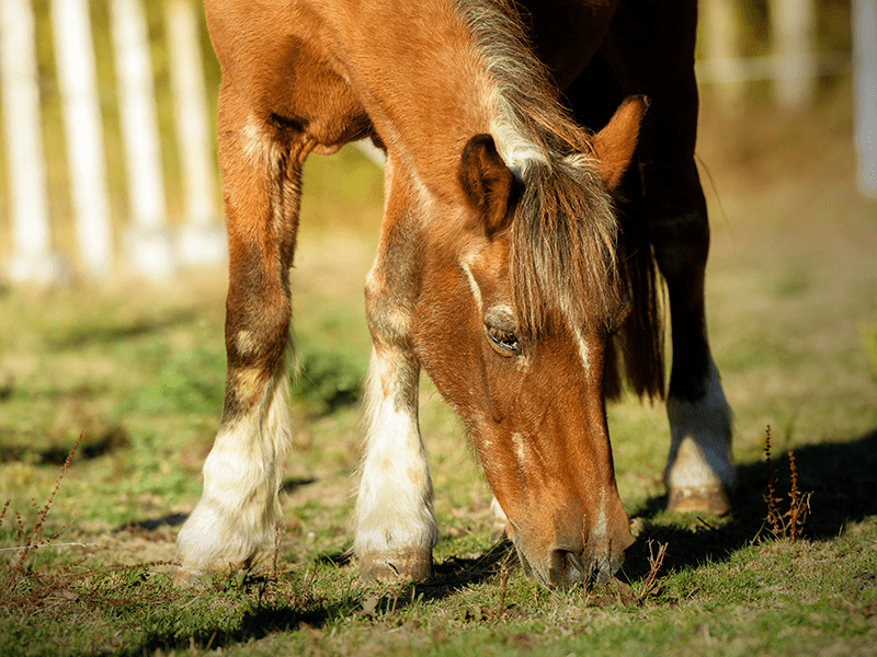 altes Pferd