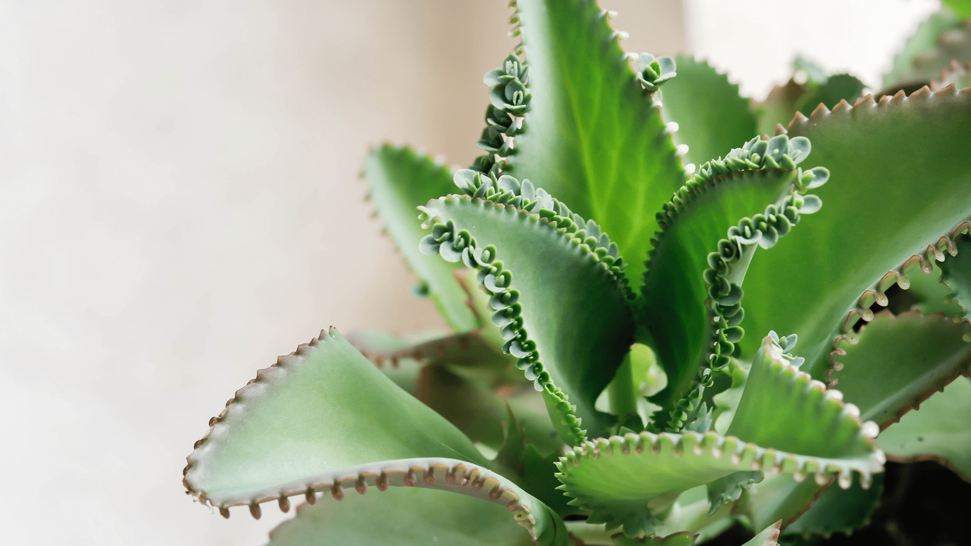 Bryophyllum – Faszination für Dichter und Wissenschaftler