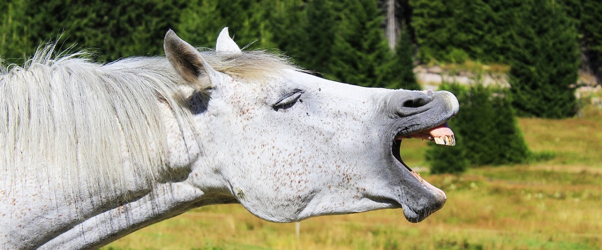 Magenprobleme beim Pferd erkennen