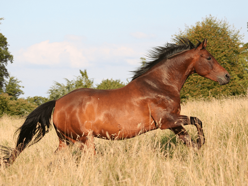 Pferd mit Übergewicht