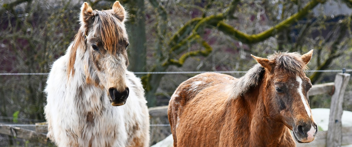 Erkrankungen des Stoffwechsels: Equines Cushing Syndrom