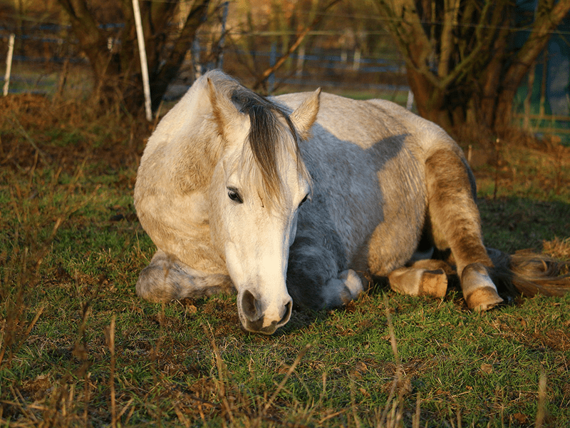 Liegendes Pferd