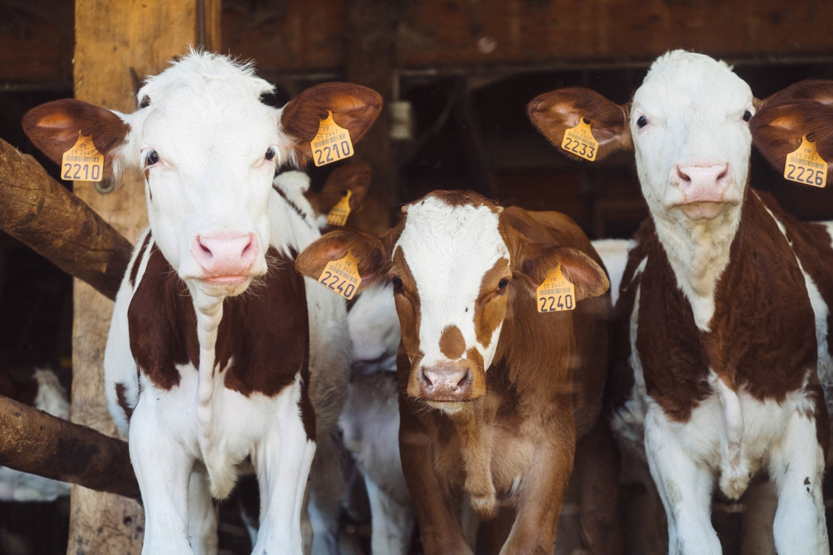 Ektoparasitenbefall beim Rind – problematisch für Tiergesundheit, Leistung und Portemonnaie