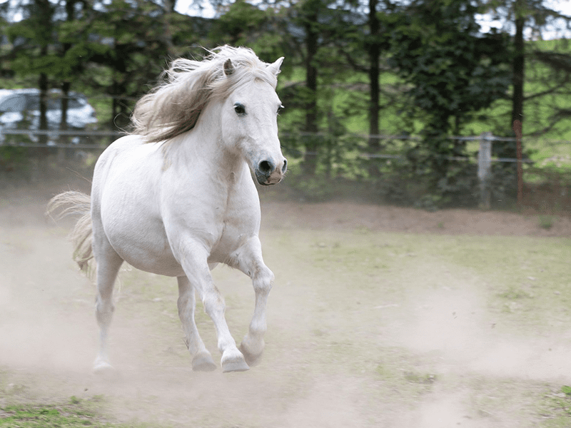 Staubwolke Pferd
