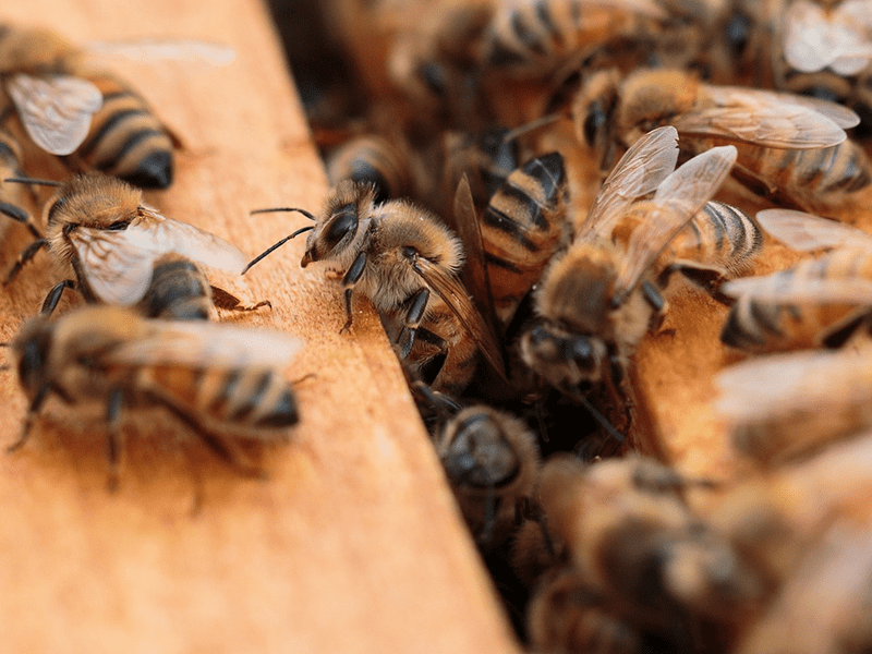Bienen