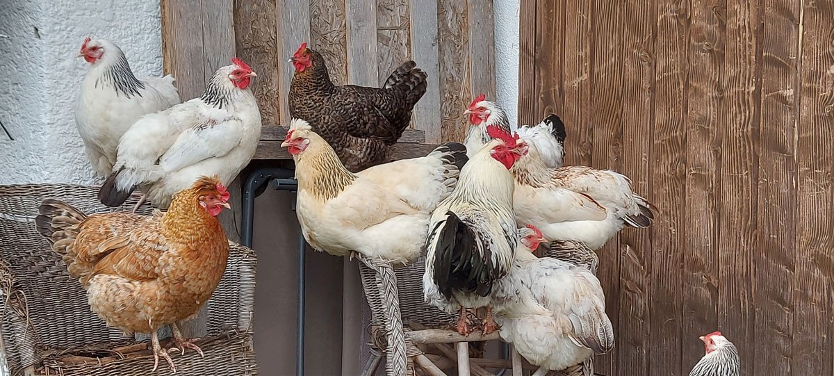 Rote Vogelmilbe - natürlich und erfolgreich bekämpfen