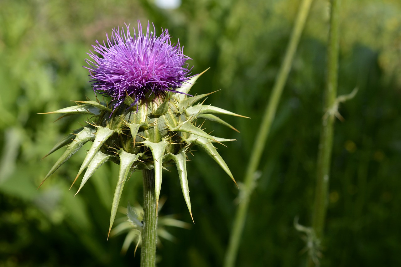 Phytotherapie in der Nutztierhaltung