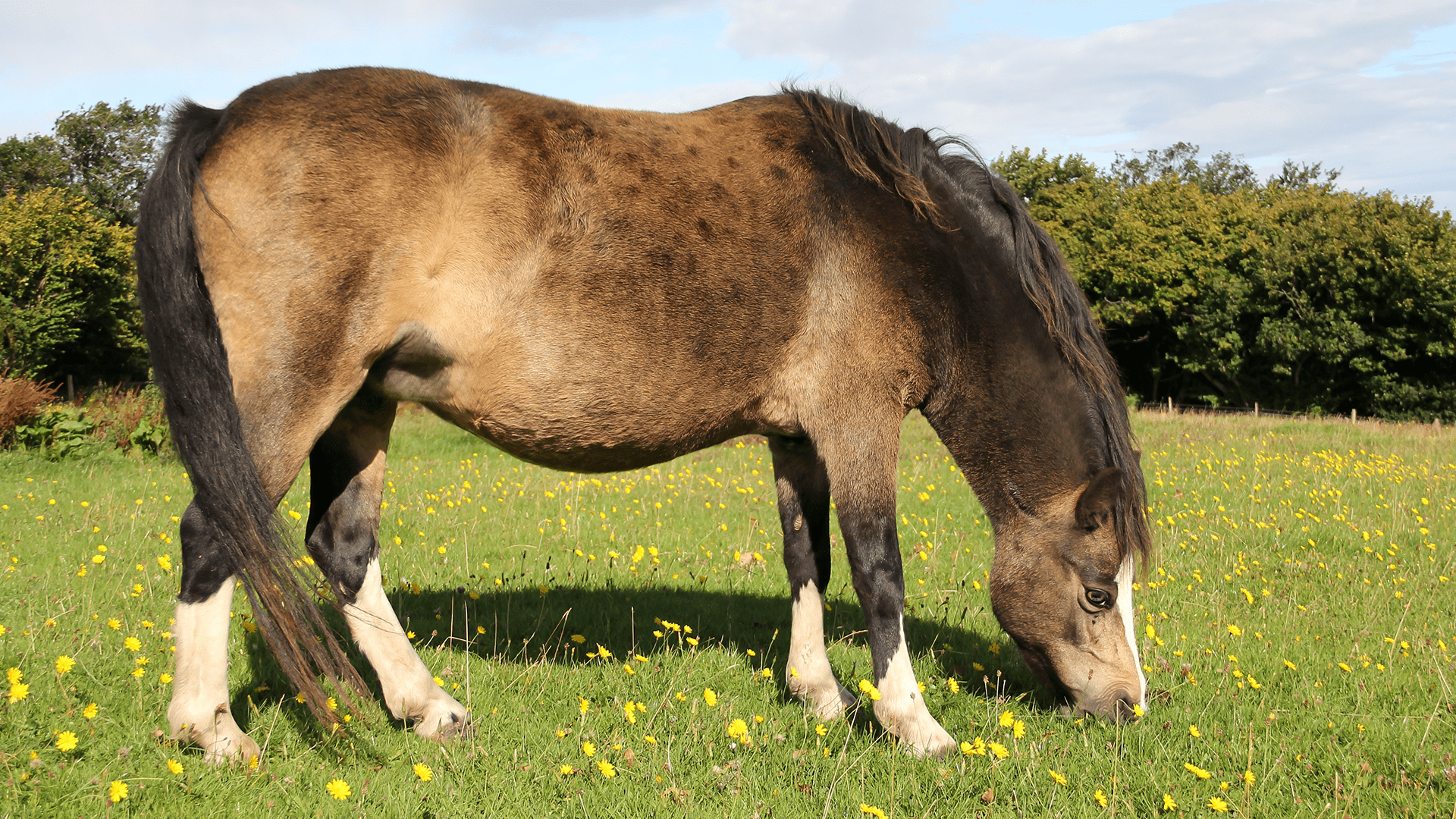 Erkrankungen des Stoffwechsels: Equines Metabolisches Syndrom